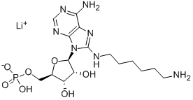 Structure of 8-(6-AMINOHEXYL)AMINO-ADENOSINE 5-MONOPHOSPHATE LITHIUM SALT