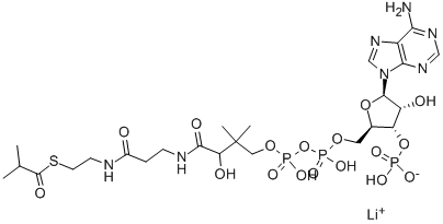 Structure of ISOBUTYRYL COENZYME A LITHIUM SALT