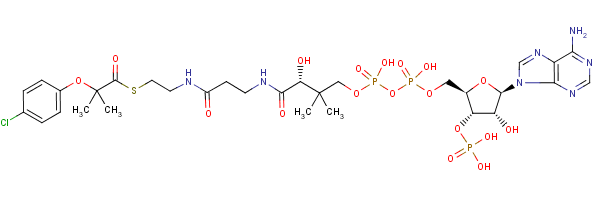 Structure of clofibric acid-coenzyme A