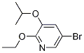 Structure of 5-broMo-2-ethoxy-3-isopropoxypyridine
