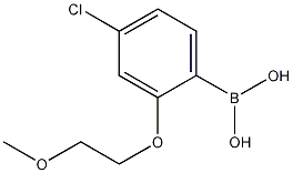 Structure of 4-Chloro-2-(2-methoxyethoxy)phenylboronic acid