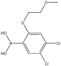 Structure of 4,5-Dichloro-2-(2-methoxyethoxy)phenylboronic acid
