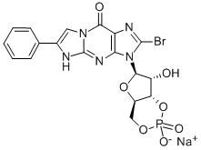 Structure of BETA-PHENYL-1,N2-ETHENO-8-BROMOGUANOSINE-3,5-CYCLIC MONOPHOSPHATE SODIUM SALT