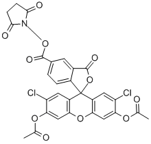 Structure of 5(6)-CARBOXY-2,7-DICHLOROFLUORESCEIN DIACETATE N-SUCCINIMIDYL ESTER