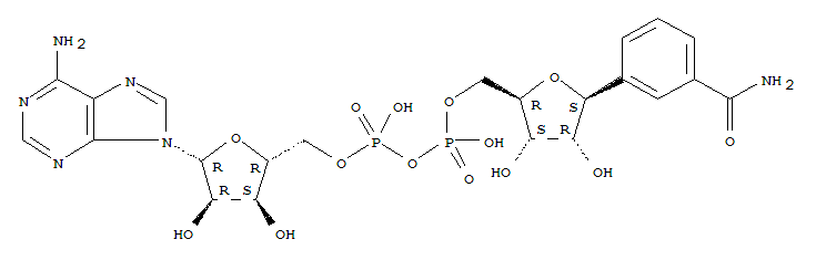 Structure of benzamide adenine nucleotide