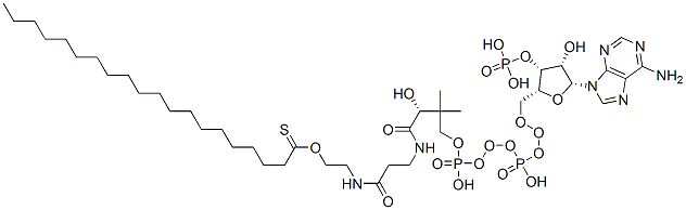 EICOSANOYL COENZYME A结构式