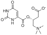 Structure of L-Carnitine orotate