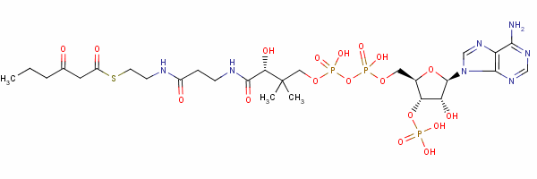 Structure of 3-ketohexanoyl-coenzyme A