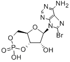 Structure of 8-BROMOADENOSINE 3:5-CYCLIC MONOPHOSPHATE