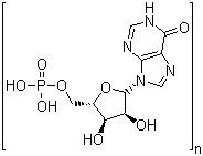 Structure of Polyinosinic acid