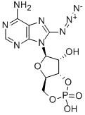 Structure of 8-AZIDOADENOSINE 3:5-CYCLIC MONOPHOSPHATE