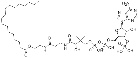 Structure of N-OCTADECANOYL COENZYME A