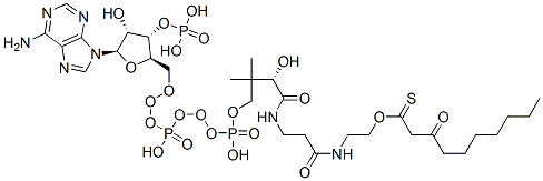 Structure of 3-Oxodecanoyl-CoA