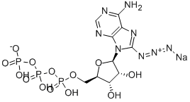 Structure of 8-AZIDOADENOSINE 5-TRIPHOSPHATE, SODIUM SALT