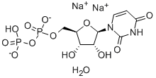 Structure of 5'-URIDYLATE DIPHOSPHATE