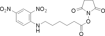 Structure of N-SUCCINIMIDYL 6-(2,4-DINITROANILINO)HEXANOATE