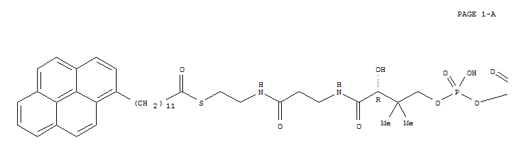 Structure of pyrenedodecanoyl-coenzyme A